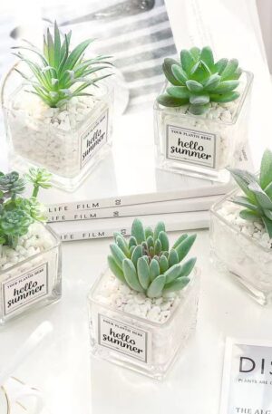 MINI POT PLANTS