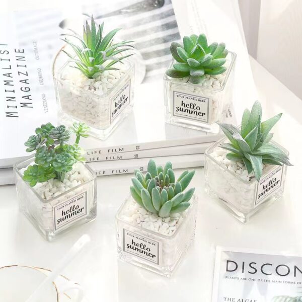 MINI POT PLANTS