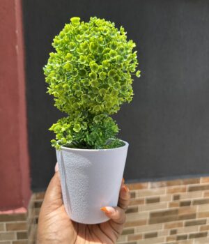 FLOWER POT PLANT C