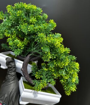 FLOWER POT PLANT C