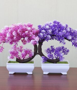 POT PLANT C