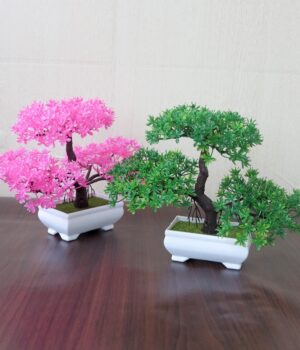 POT PLANT D
